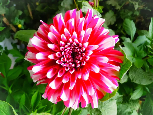 Close up photo of red dahlia flower in garden. Red flowers. Beautiful picture of red dahlia. Wallpaper of beautiful dahlia flower