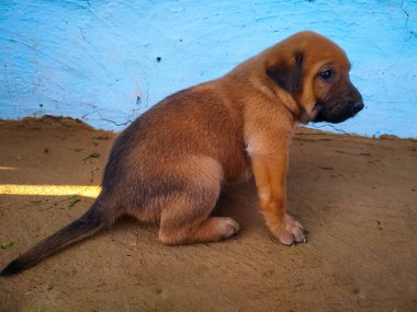 A cute little brown puppy sitting at blue and grey