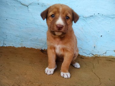 One cute little puppy sitting on blue and grey background