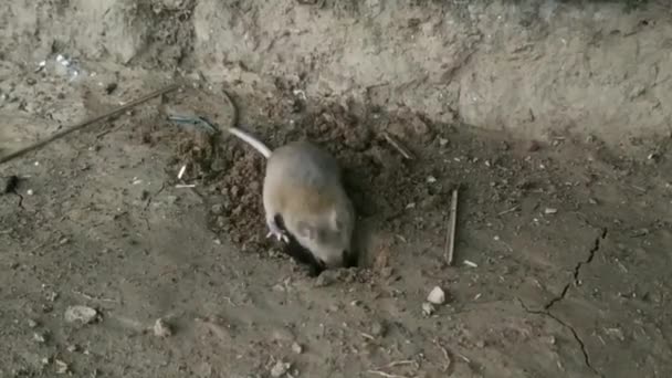 Γκρι Ποντίκι Σκάβει Μια Τρύπα Στο Έδαφος Τρωκτικό Προσπαθεί Κρυφτεί — Αρχείο Βίντεο