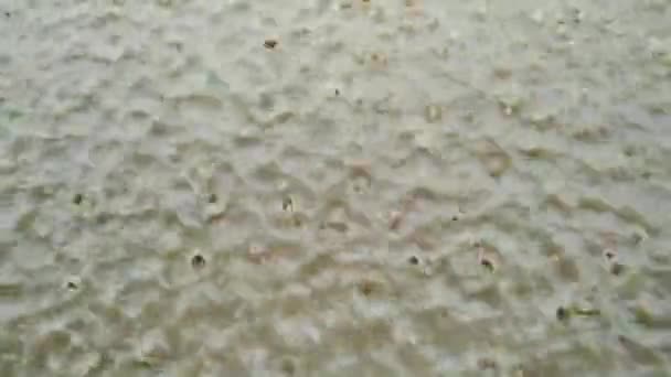 Lot Heavily Rain Farm Rajasthan India — Stok video