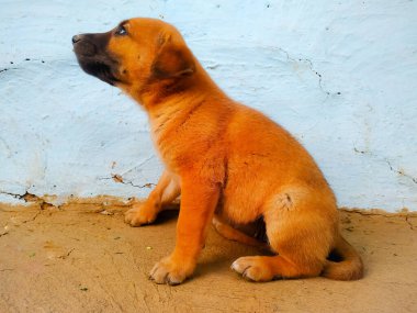Adorable brown puppy seating in the ground.
