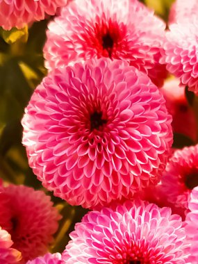 Beautiful pink chrysanthemums in the garden close-up