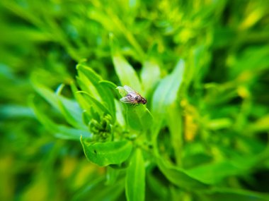 Bahçede yeşil yaprak üzerinde uç, Hindistan. (Seçici odaklanma)