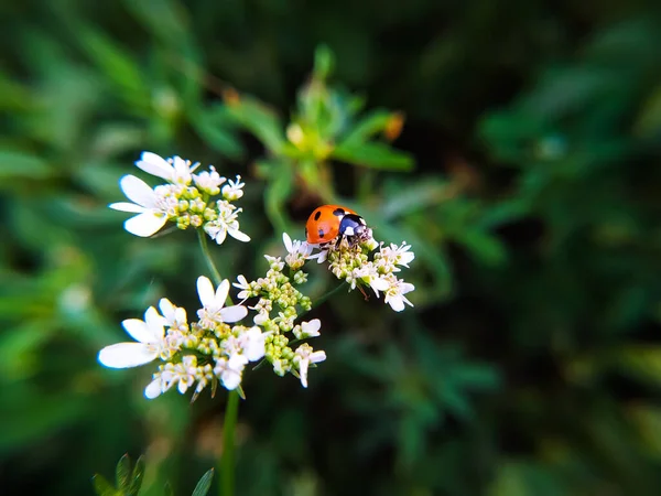 Ladybug White Flower Farm Macro Photo — Stock Photo, Image