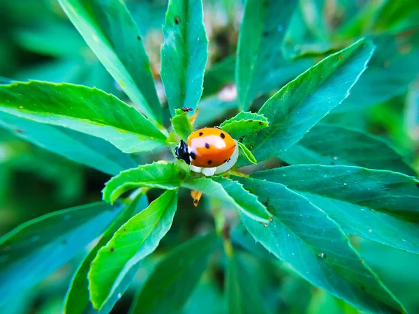 Marienkäfer Auf Grünem Blattmakro Aus Nächster Nähe Insekt Der Natur — Stockfoto
