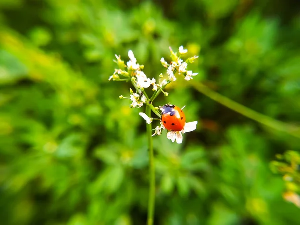 Ladybug Flower Garden Selective Focus — Stock Photo, Image
