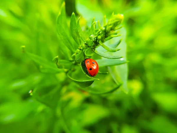 Coccinella Foglia Verde Giardino Sfondo Della Natura — Foto Stock