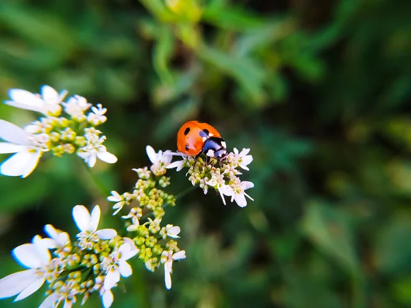 Beyaz Çiçekte Uğur Böceği Makro Fotoğraf Sığ Alan Derinliği — Stok fotoğraf