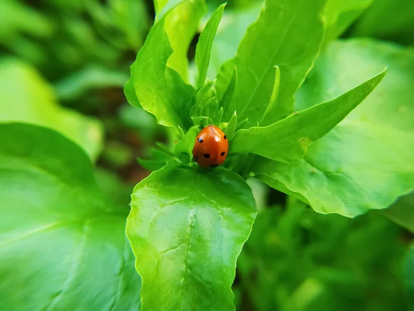 Bahçedeki Yeşil Ispanak Yapraklı Uğur Böceği Makro Fotoğraf — Stok fotoğraf