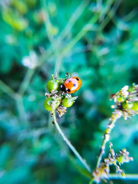 Yeşil Çimlerde Uğur Böceği Sığ Alan Derinliğinde Makro Fotoğraf — Stok fotoğraf