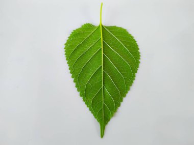 Beyaz arkaplanda yalıtılmış dut yaprağı, kırpma yolu dahil.