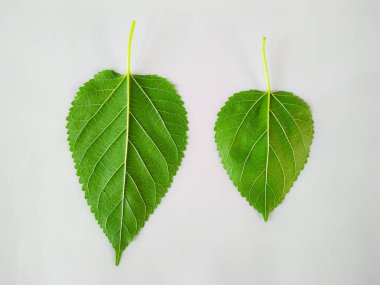 Beyaz arka planda iki yeşil dut yaprağı