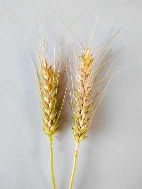 Beyaz arka planda buğday kulakları, yakın plan.