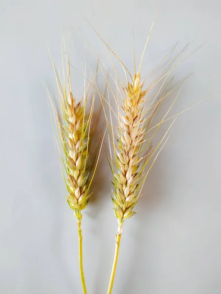 stock image Ears of wheat on a white background, close-up.