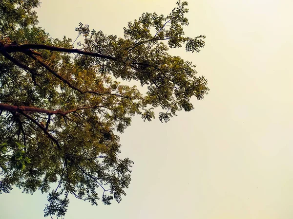 Δέντρα Στο Δάσος Πρωινό Φως Και Γαλάζιο Ουρανό Φόντο — Φωτογραφία Αρχείου
