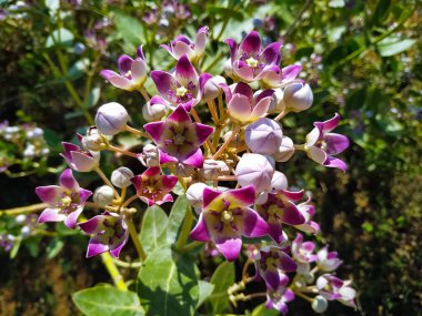 Kalotropis 'in mor çiçekleri çiçek açtı..