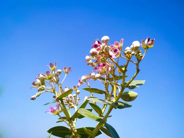 Kaunis Calotropis Procera Kukkia Sininen Taivas Taustalla Aurinkoisena Päivänä Intia — kuvapankkivalokuva