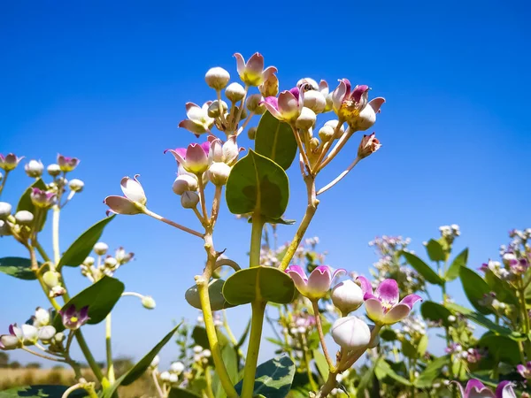 Mavi gökyüzü olan bir tarlada pembe ve beyaz Calotropis procera çiçeklerine yakın durun.