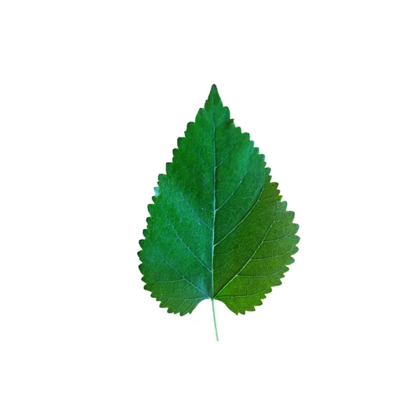 Green Leaf Isolated White Background Clipping Path Mulberry — Stock Photo, Image