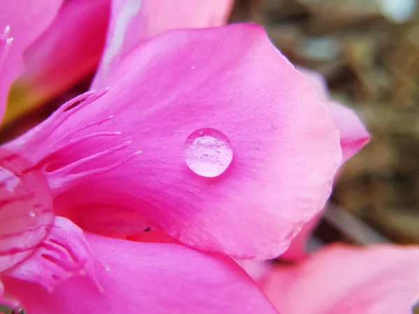 Rosa Oleanderblüte Mit Wassertropfen Auf Blütenblättern Nahaufnahme — Stockfoto