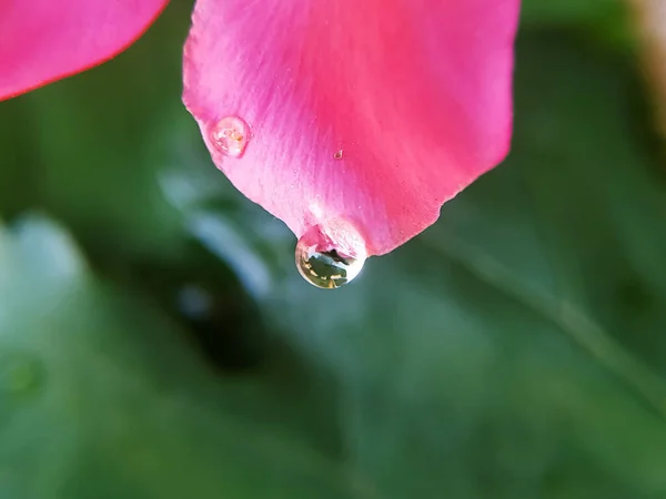 Water drop on pink petal of oleander flower with green leaves background
