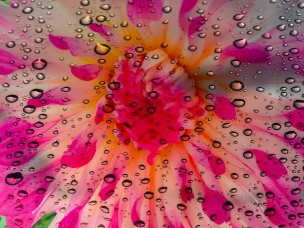 Gotas Água Uma Flor Dahlia Com Cores Rosa Branco — Fotografia de Stock