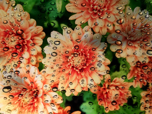 Water Drops Orange Chrysanthemum Flowers Green Leaves Background — Stock Photo, Image