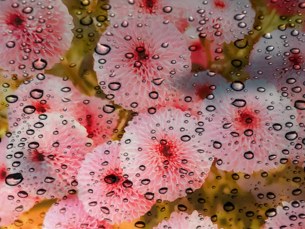 Água Cai Copo Com Flores Cor Rosa Contexto Natural Abstrato — Fotografia de Stock