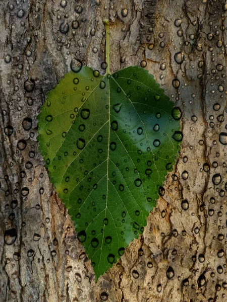 Grünes Blatt Mit Wassertropfen Auf Der Rinde Eines Alten Baumes — Stockfoto