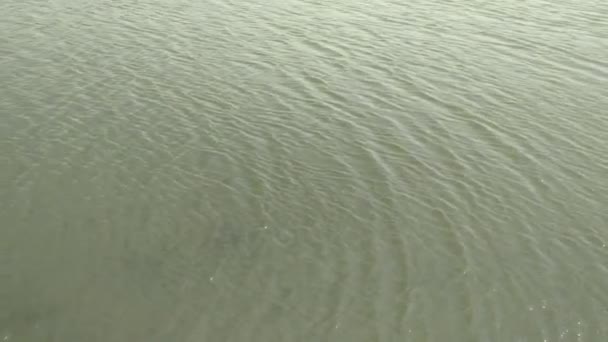 Oppervlaktewaterachtergrond Forest River Lake Kalmerende Achtergrond Rivier Close Overvloedige Clear — Stockvideo