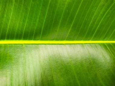 Yeşil yaprak dokusu arka plan. Yeşil yaprak dokusu arka plan. Yeşil yaprak arkaplanı