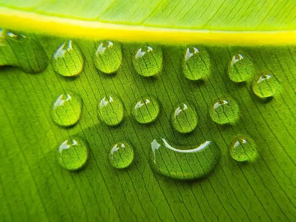 Krople Wody Zielonych Liściach Makro Zamknąć Naturalne Tło Przestrzenią Kopiowania — Zdjęcie stockowe