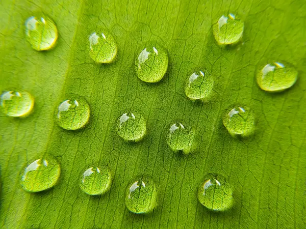 Gotas Agua Una Hoja Verde Profundidad Superficial Del Campo —  Fotos de Stock