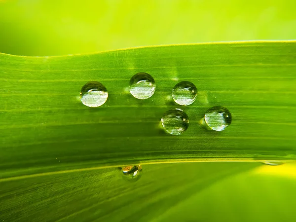 Gotas Agua Una Hoja Verde Por Mañana Profundidad Superficial Del — Foto de Stock