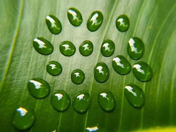 Kropla Wody Zielonym Liściu Makro Zbliżenie Tło — Zdjęcie stockowe
