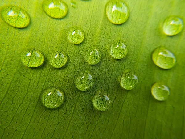 Beautiful Water Droplets Green Leaf Macro Close Natural Background Macro — Stock Photo, Image