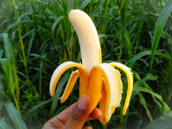 Ripe Peeled Banana Hand Green Millet Field Background Close — Stock Photo, Image