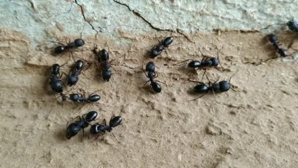 Vista Cerca Macro Muchas Hormigas Moviéndose Alrededor Hormigas Negras Hormigas — Vídeo de stock