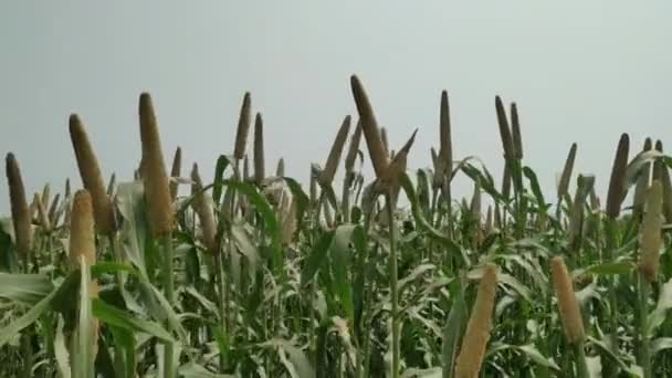 Mijo Importante Cultivo Cereales Campo Cereal Ampliamente Cultivado Nativo Las — Vídeo de stock