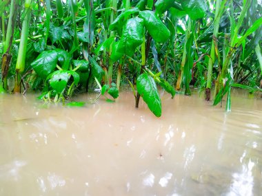 Hindistan 'da şiddetli yağmurda, doğal arka planda, guar veya küme fasulye bitkileri veya darı tarlaları
