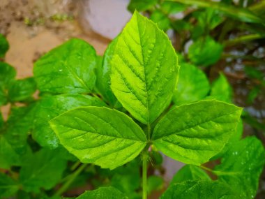 Tarlada yeşil yapraklar var. Doğal arka plan. Yakın plan..