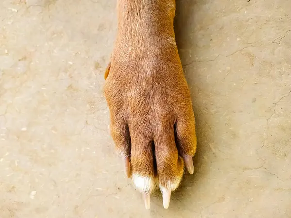 Dog paw on soil floor background. Close up of dog paw.
