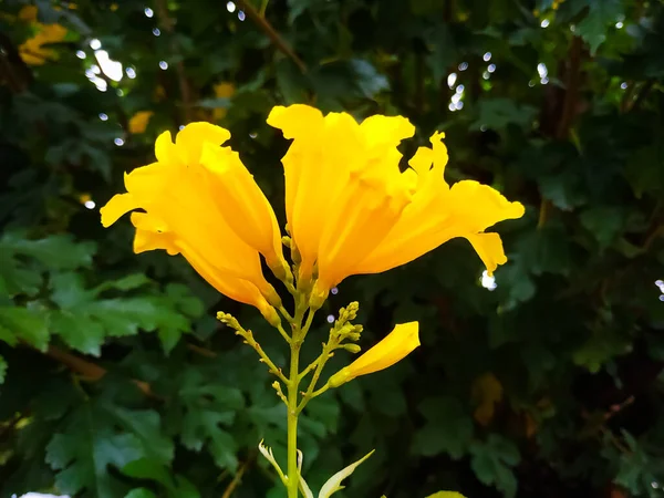 Жовта Труба Квітка Квітуча Саду Фоном Зеленого Листя — стокове фото
