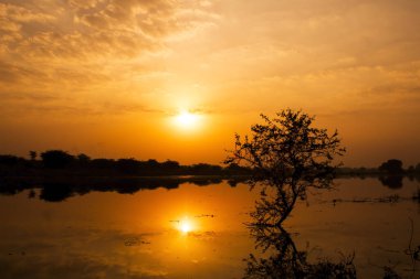 Gölde gün batımında ağaç siluetiyle. Güzel doğa arkaplanı.