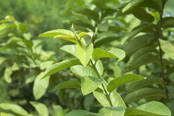 Bahçedeki doğa arka planında guava ağacının yeşil yaprakları