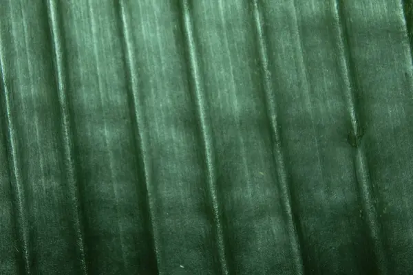 Close up of green Banana leaf texture. Abstract background and texture for design.