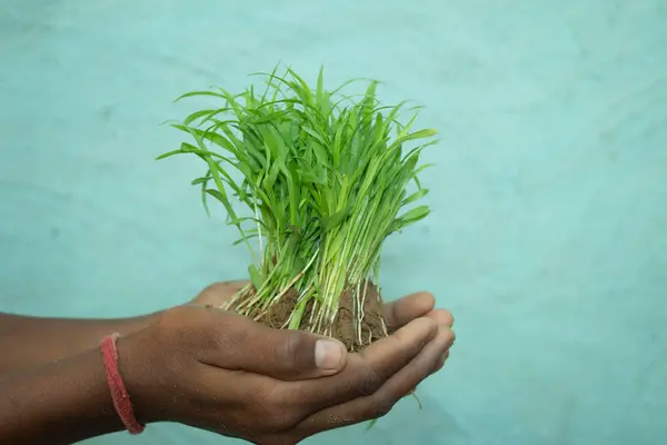 Close up of man's hands holding a sprouting young millet seedling.