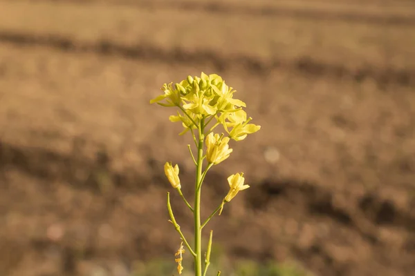 Mustard flower blossoms in the field, close-up of flowers