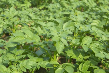 Patates tarlasında, yeşil yaprakların üzerinde.